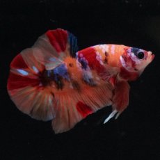 画像5: HMPK　キャンディギャラクシー (5)