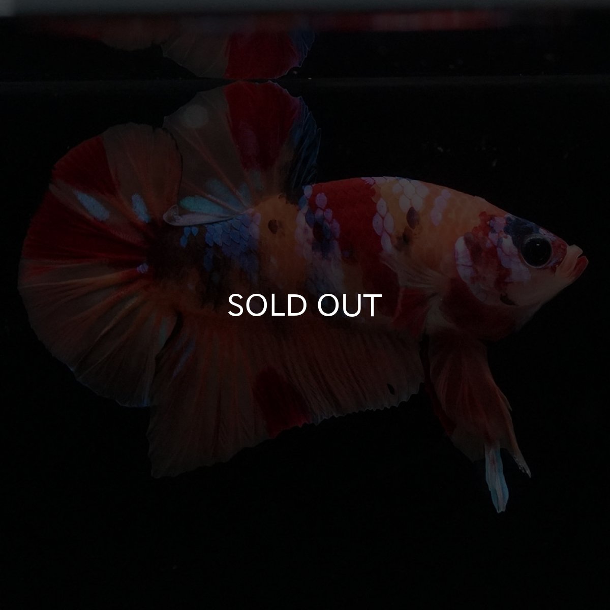 画像3: HMPK　キャンディギャラクシー (3)