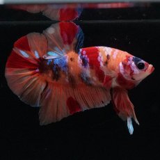 画像3: HMPK　キャンディギャラクシー (3)