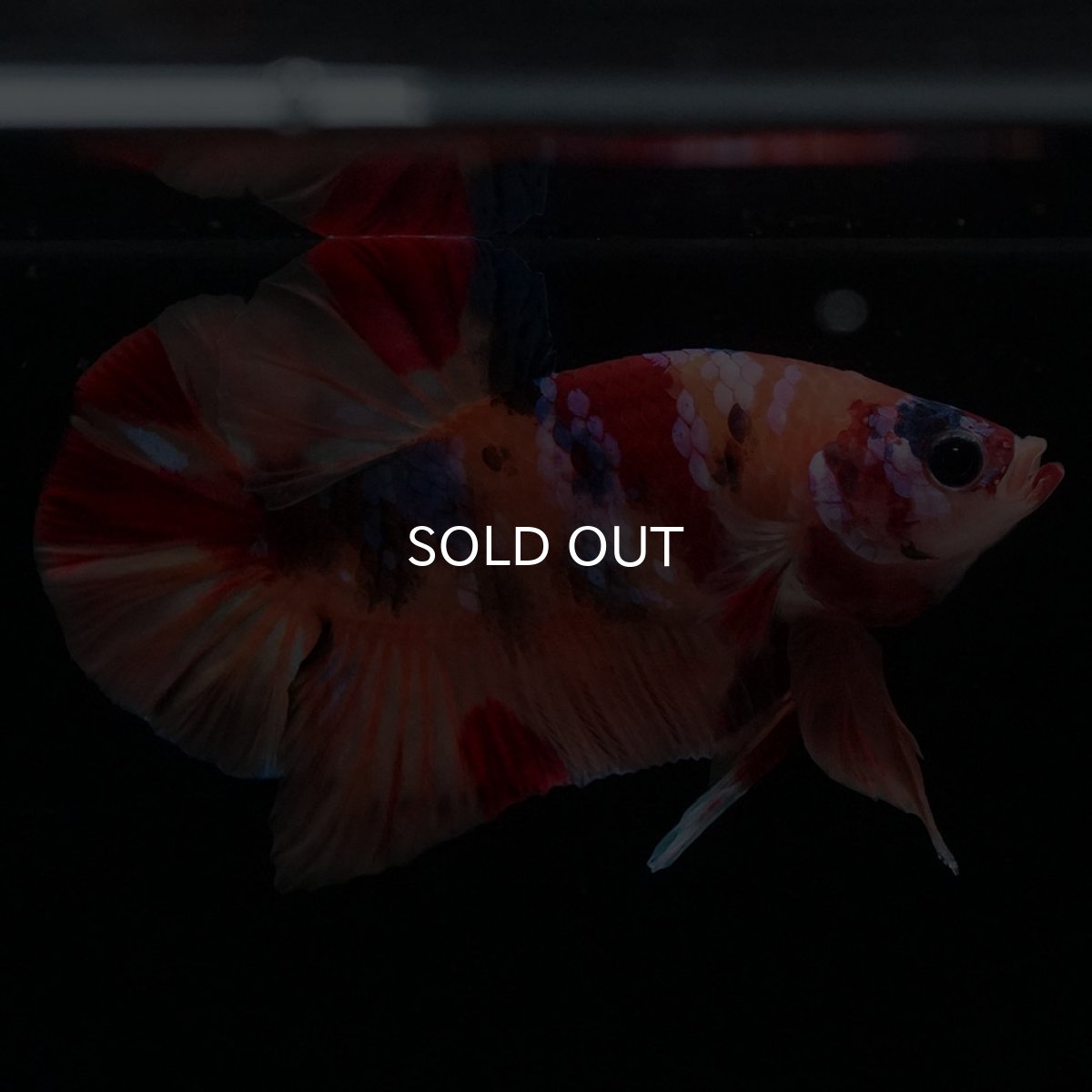 画像1: HMPK　キャンディギャラクシー (1)