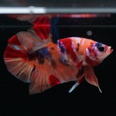 画像1: HMPK　キャンディギャラクシー (1)