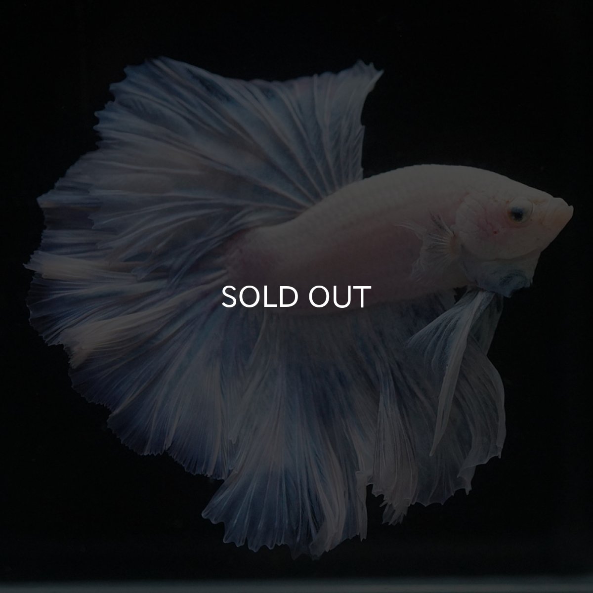 画像4: HM　ホワイトファンシー (4)