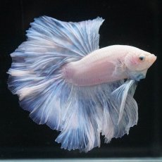 画像4: HM　ホワイトファンシー (4)