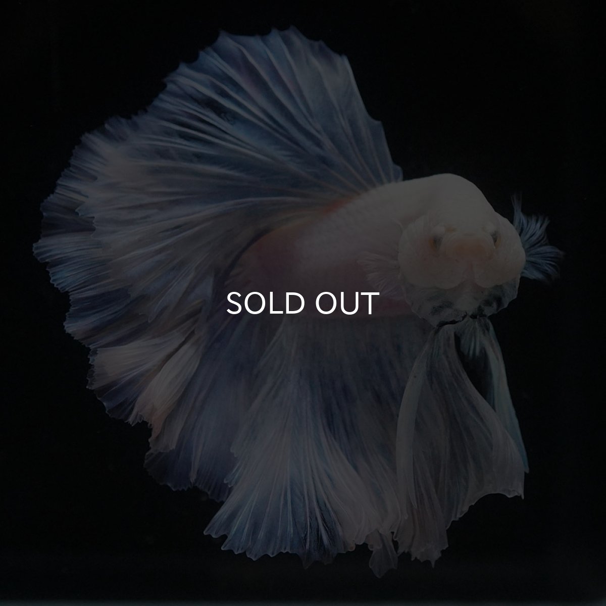 画像3: HM　ホワイトファンシー (3)