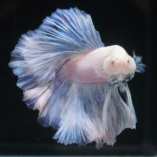 画像3: HM　ホワイトファンシー (3)