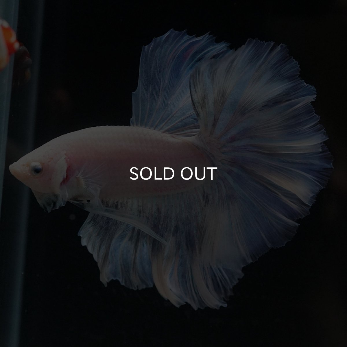 画像2: HM　ホワイトファンシー (2)