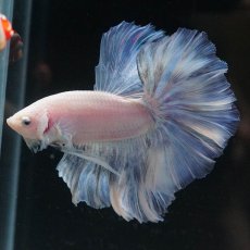 画像2: HM　ホワイトファンシー (2)