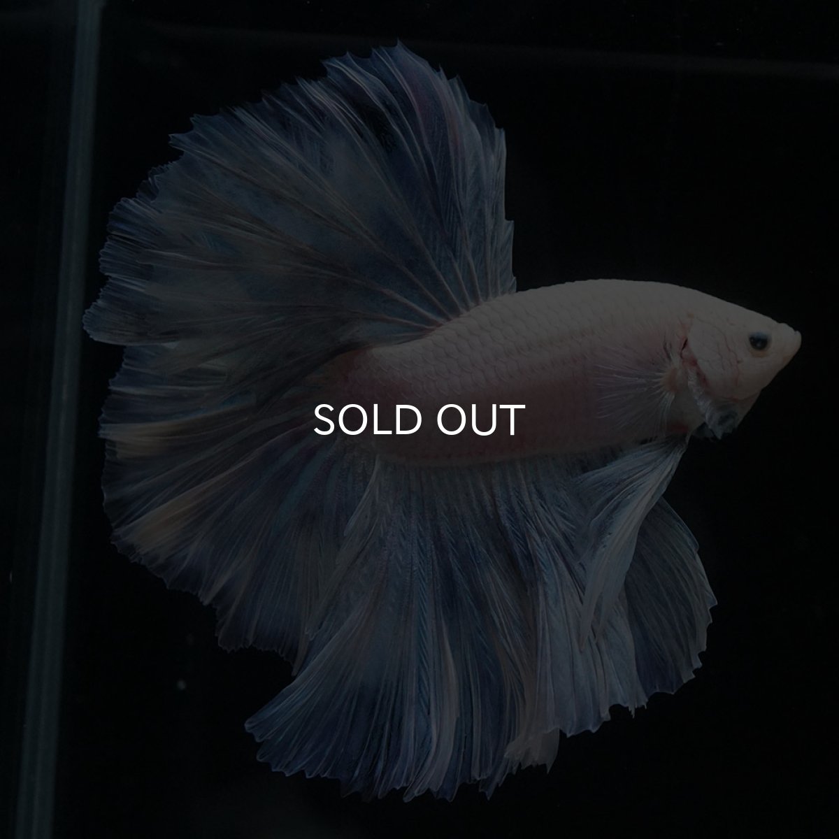 画像7: HM　ホワイトファンシー (7)