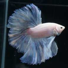 画像7: HM　ホワイトファンシー (7)