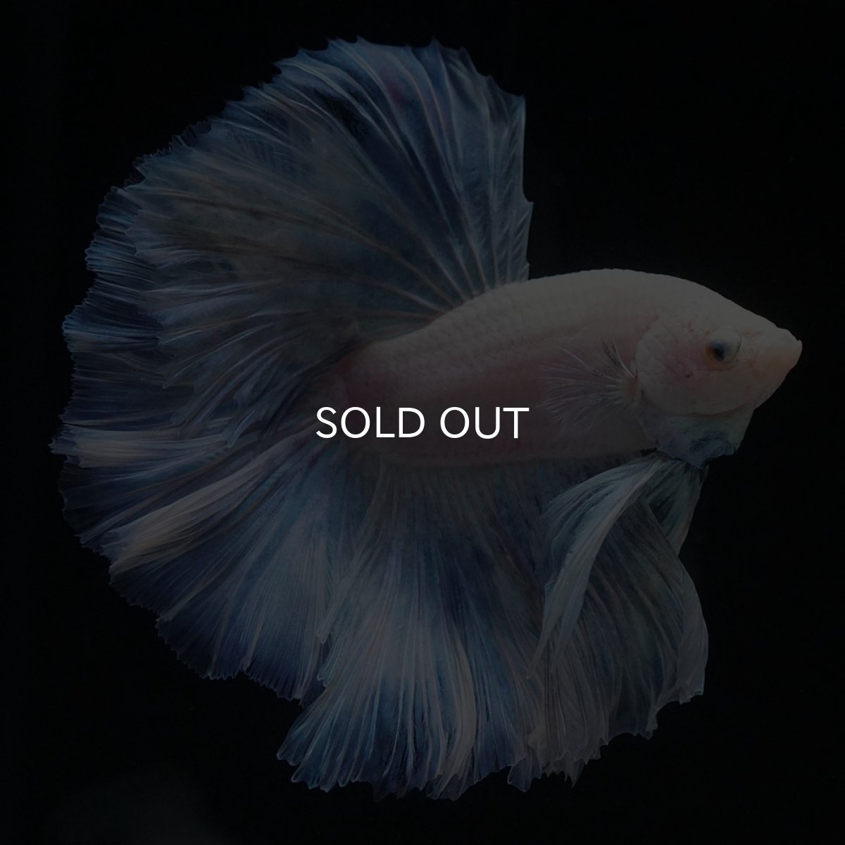 画像1: HM　ホワイトファンシー (1)