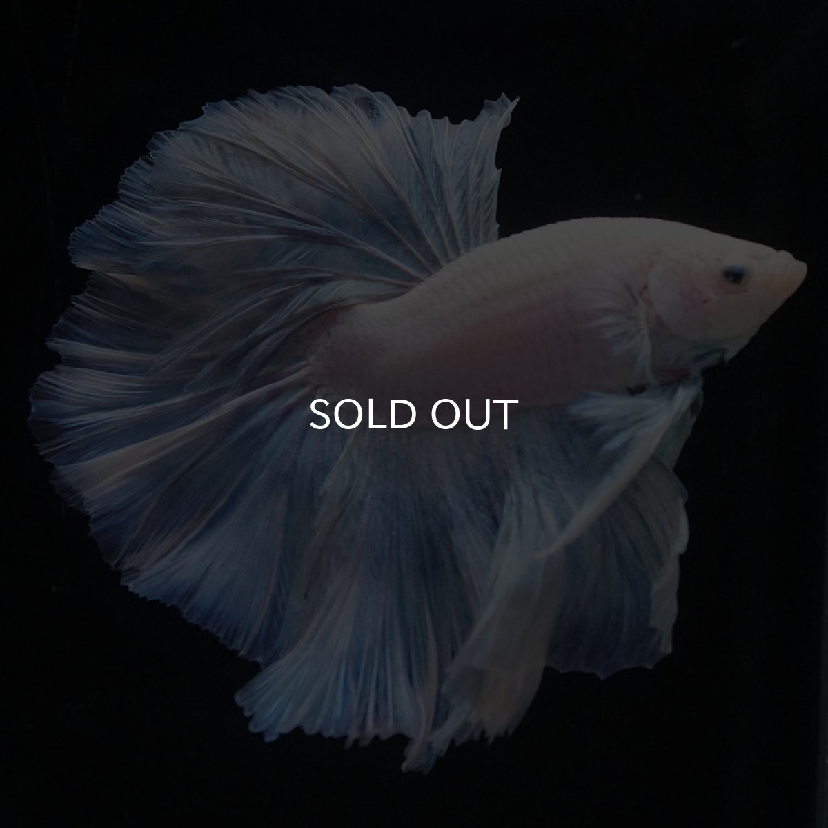 画像6: HM　ホワイトファンシー (6)