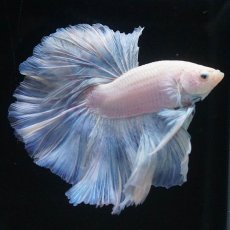 画像6: HM　ホワイトファンシー (6)