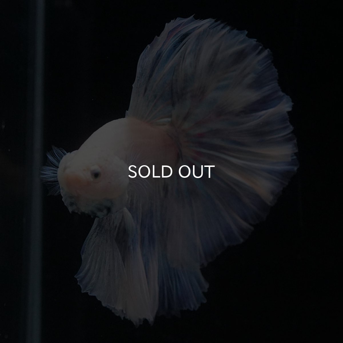 画像5: HM　ホワイトファンシー (5)