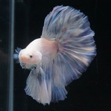 画像5: HM　ホワイトファンシー (5)