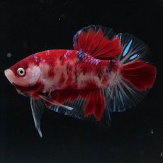 画像6: HMPK　鯉 (6)