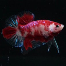 画像5: HMPK　鯉 (5)