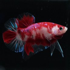 画像1: HMPK　鯉 (1)