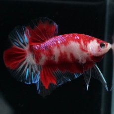 画像3: HMPK　鯉 (3)