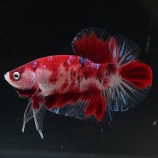 画像2: HMPK　鯉 (2)