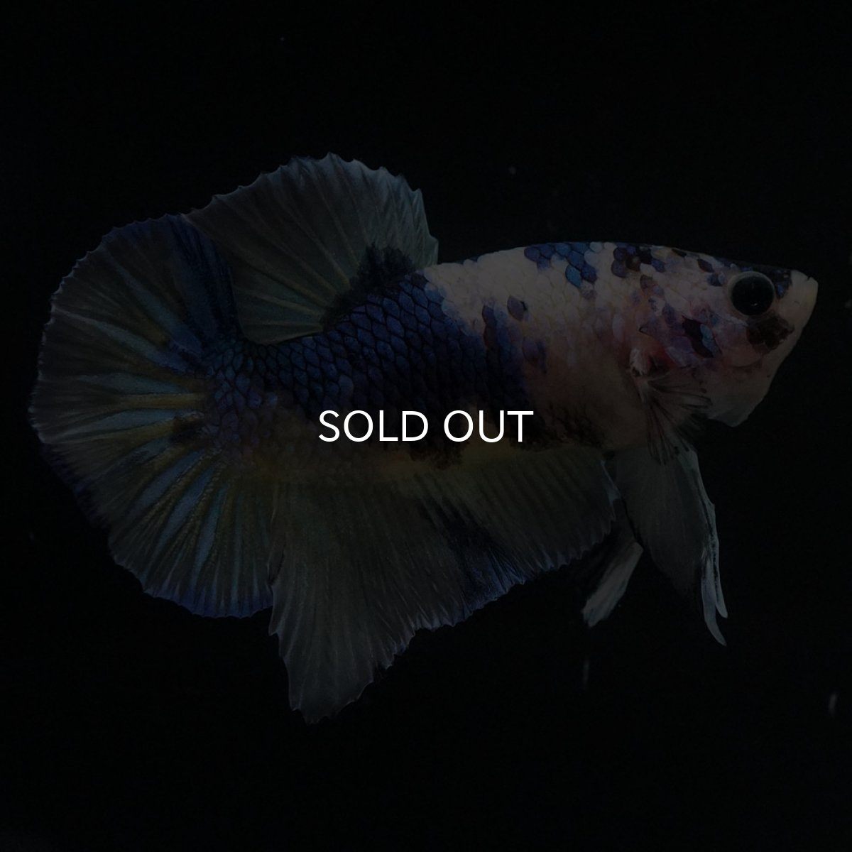 画像3: HMPK　イエロータイガーギャラクシー (3)