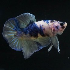 画像3: HMPK　イエロータイガーギャラクシー (3)