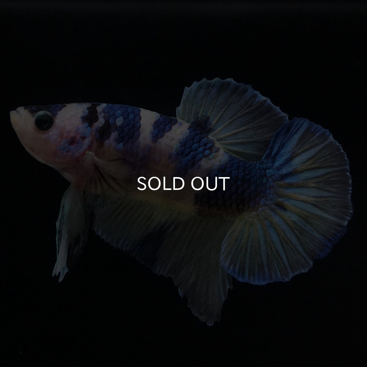 画像4: HMPK　イエロータイガーギャラクシー (4)