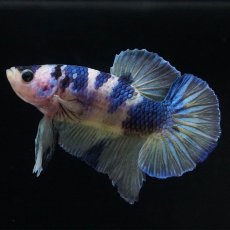 画像4: HMPK　イエロータイガーギャラクシー (4)