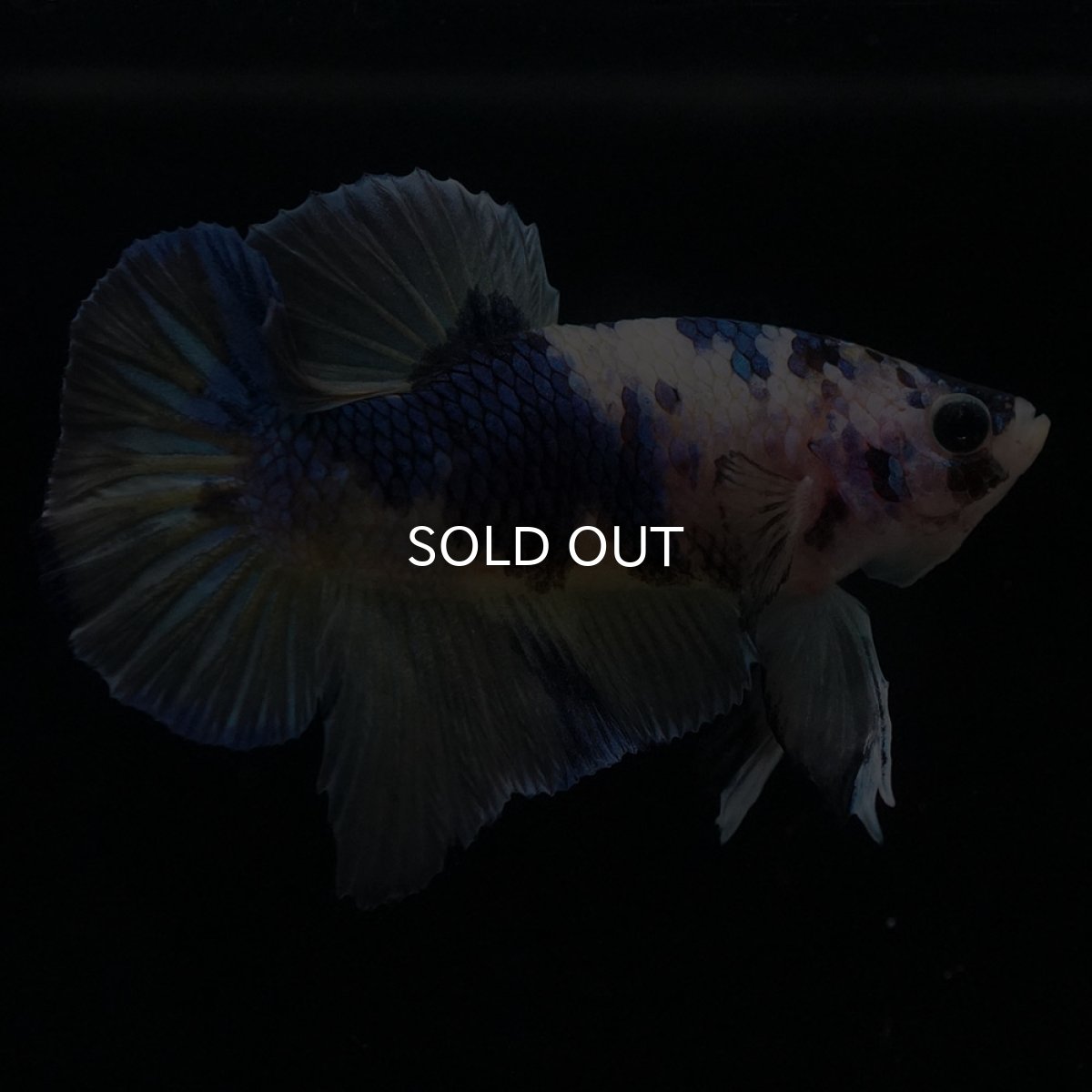 画像5: HMPK　イエロータイガーギャラクシー (5)