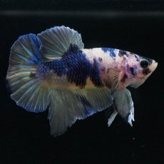 画像5: HMPK　イエロータイガーギャラクシー (5)