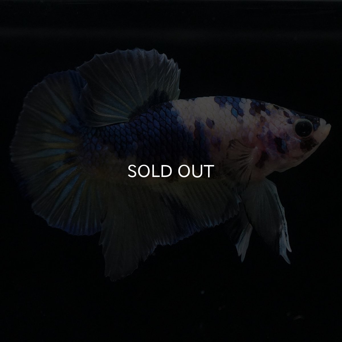 画像1: HMPK　イエロータイガーギャラクシー (1)