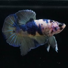 画像1: HMPK　イエロータイガーギャラクシー (1)