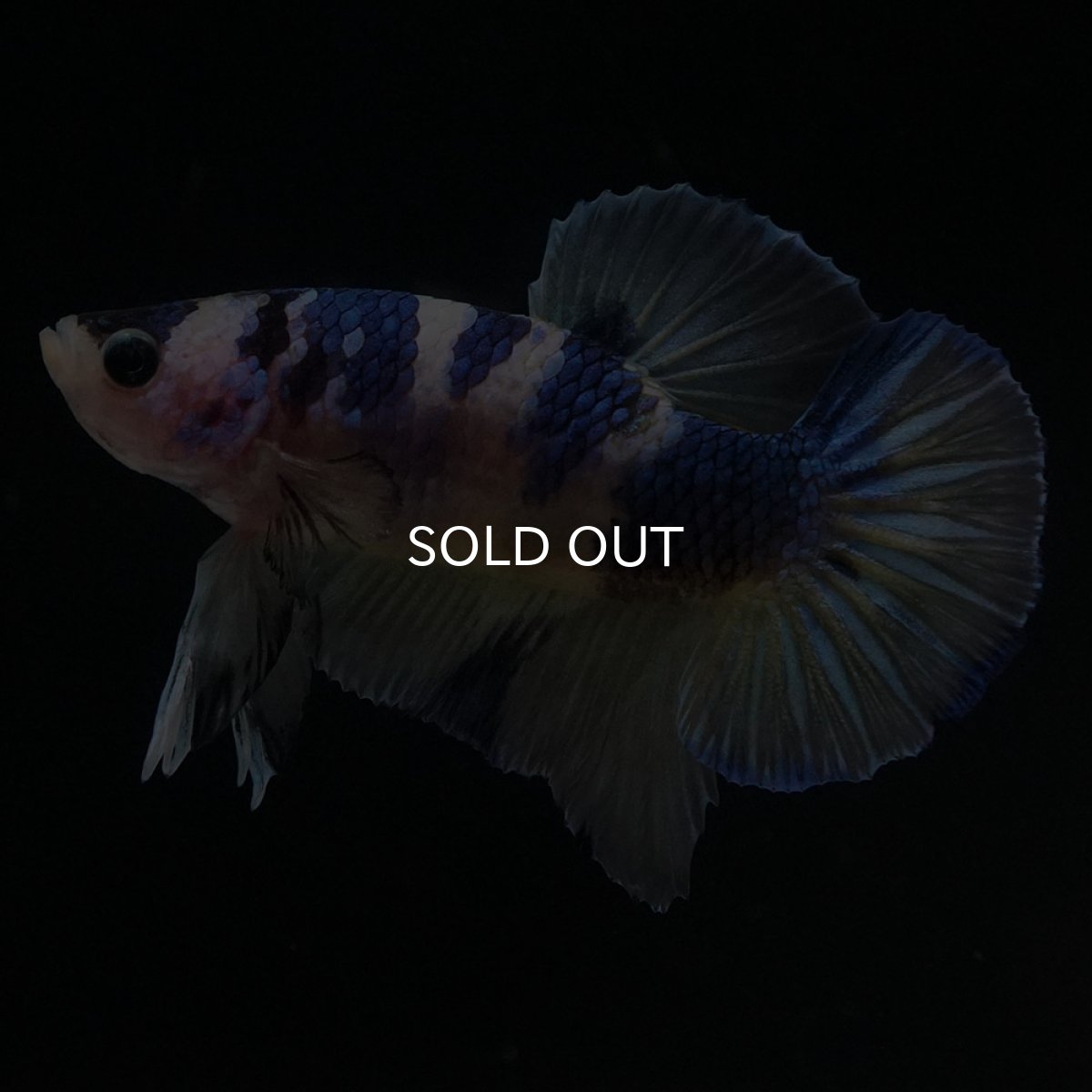 画像2: HMPK　イエロータイガーギャラクシー (2)