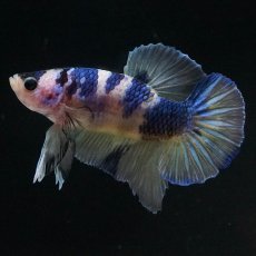 画像2: HMPK　イエロータイガーギャラクシー (2)