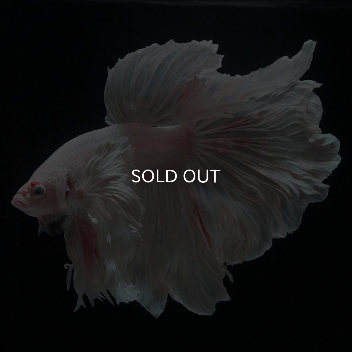 画像3: HMダンボ　ホワイト (3)