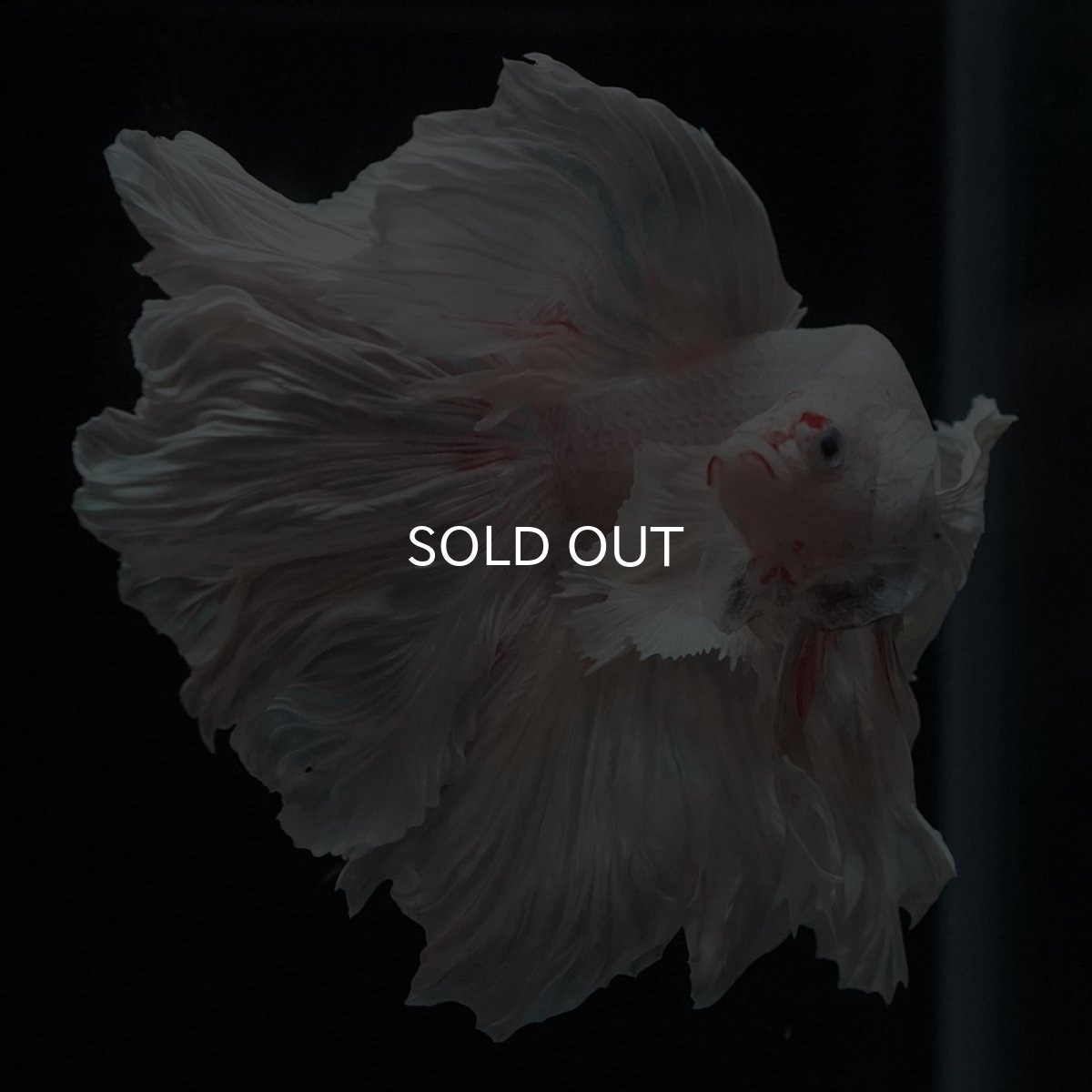 画像2: HMダンボ　ホワイト (2)