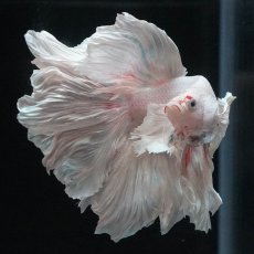 画像2: HMダンボ　ホワイト (2)