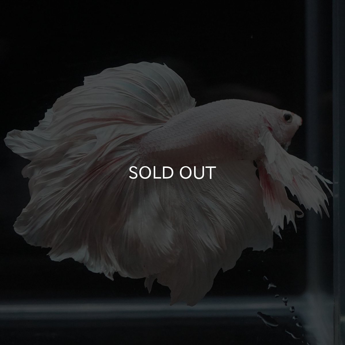 画像6: HMダンボ　ホワイト (6)