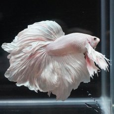 画像6: HMダンボ　ホワイト (6)