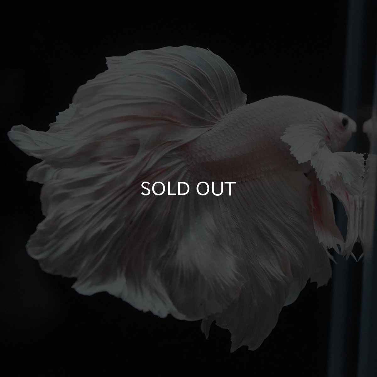 画像5: HMダンボ　ホワイト (5)