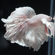 画像5: HMダンボ　ホワイト (5)