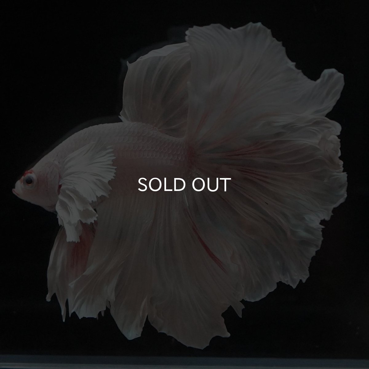 画像1: HMダンボ　ホワイト (1)