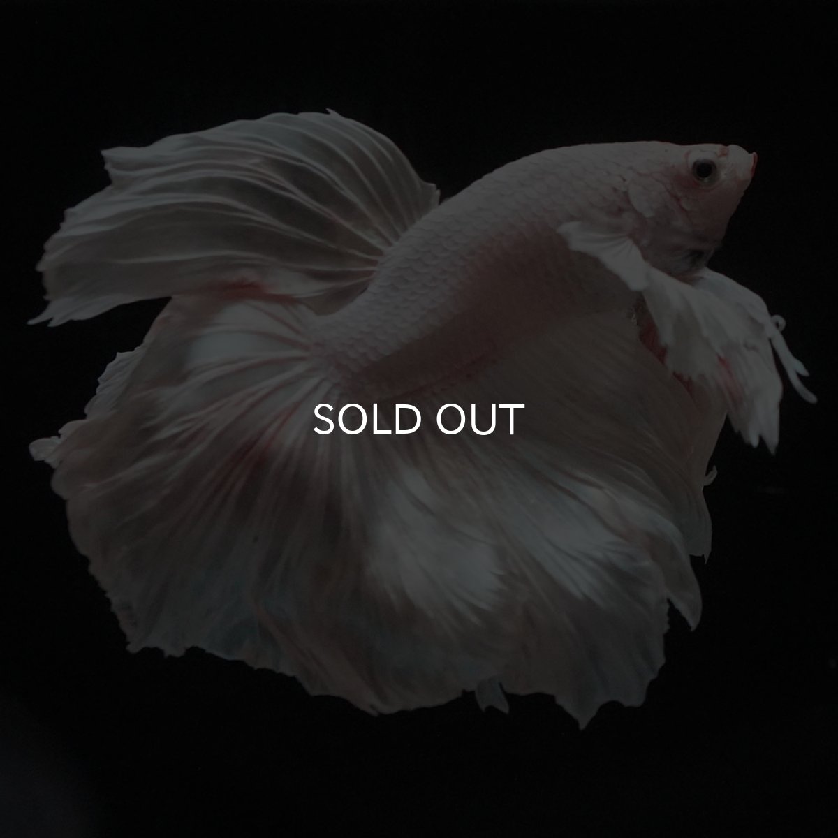 画像4: HMダンボ　ホワイト (4)