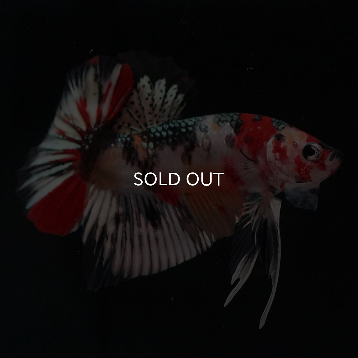 画像5: HMPK　キャンディカッパー (5)