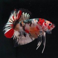 画像5: HMPK　キャンディカッパー (5)