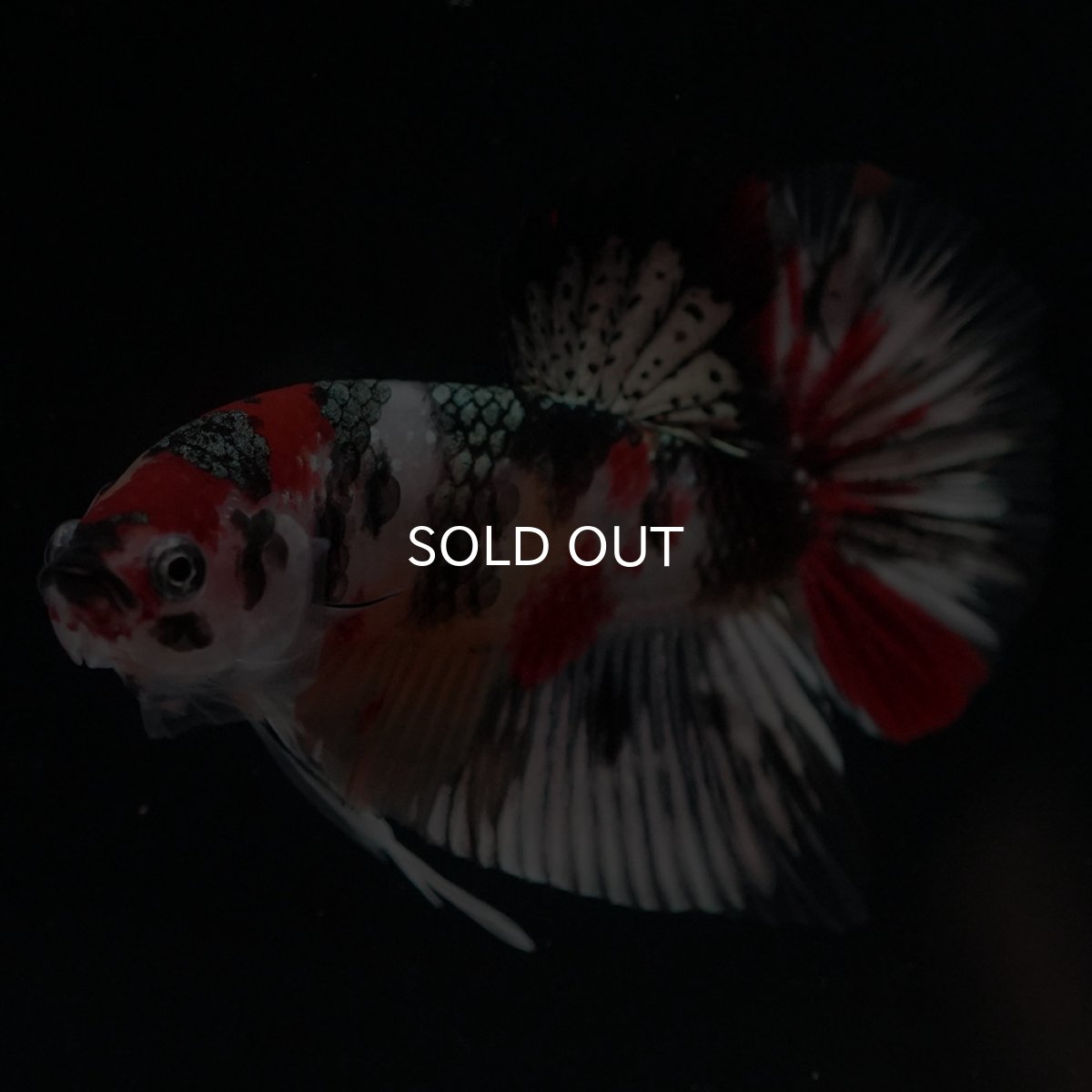 画像6: HMPK　キャンディカッパー (6)