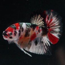 画像6: HMPK　キャンディカッパー (6)