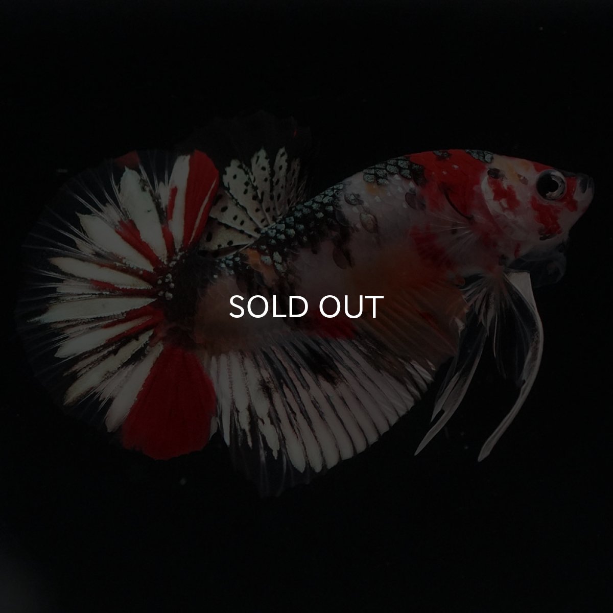 画像1: HMPK　キャンディカッパー (1)