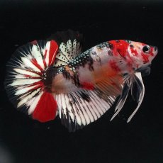 画像1: HMPK　キャンディカッパー (1)