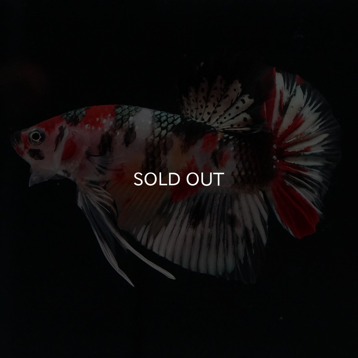 画像2: HMPK　キャンディカッパー (2)