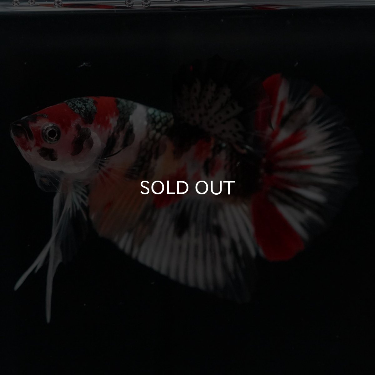 画像4: HMPK　キャンディカッパー (4)